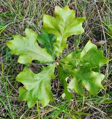 Striatoandricus aciculatus