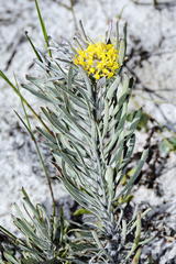 Leucospermum tomentosum
