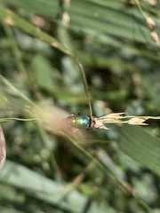 Entomophthoromycetes