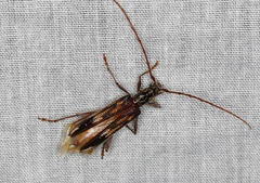 Coptocercus rubripes