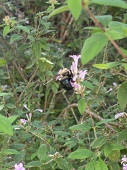 Xylocopa virginica