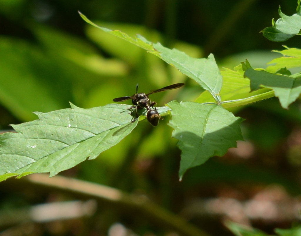 Hairy-bellied Squeezetail