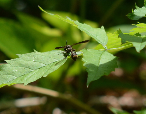 Hairy-bellied Squeezetail