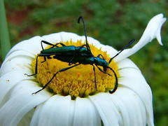 Hypocrites claviger claviger