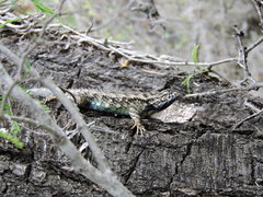 Sceloporus spinosus