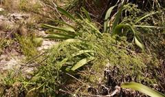 Asparagus ramosissimus