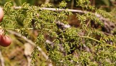 Asparagus ramosissimus