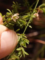 Asparagus ramosissimus