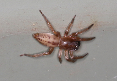 Clubiona robusta