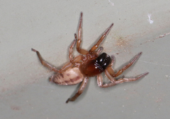 Clubiona robusta