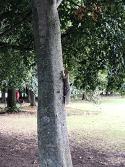 Sciurus carolinensis