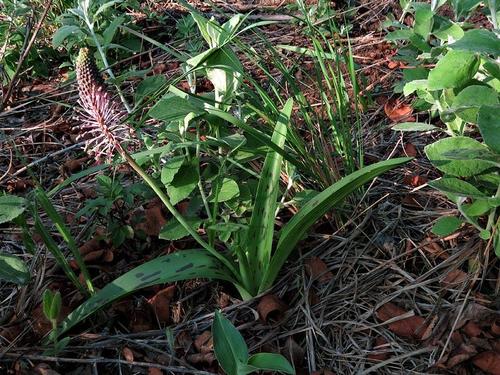 Ledebouria asperifolia image