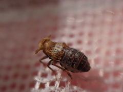 Conomelus anceps