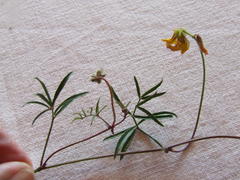 Rhynchosia ferulifolia