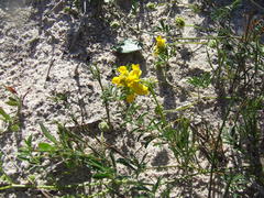 Rhynchosia ferulifolia