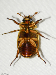 Pelidnota fulva