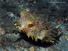 Chilomycterus antillarum