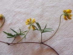 Rhynchosia ferulifolia