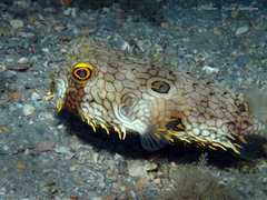 Chilomycterus antillarum