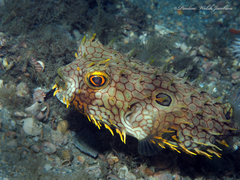 Chilomycterus antillarum