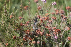 Leucorrhinia albifrons