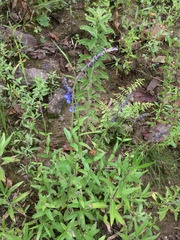 Salvia helianthemifolia