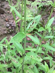 Salvia helianthemifolia
