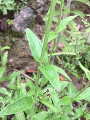 Salvia helianthemifolia