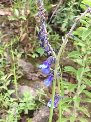 Salvia helianthemifolia