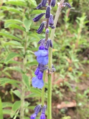 Salvia helianthemifolia