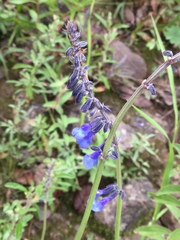 Salvia helianthemifolia