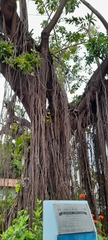 Ficus obtusifolia