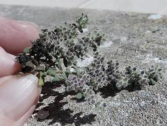 Herniaria schlechteri