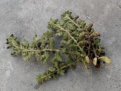 Herniaria schlechteri