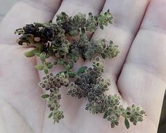 Herniaria schlechteri