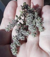 Herniaria schlechteri