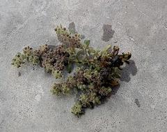 Herniaria schlechteri