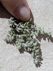 Herniaria schlechteri