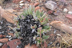 Machairophyllum albidum