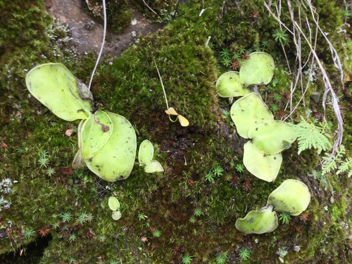 Pinguicula acuminata