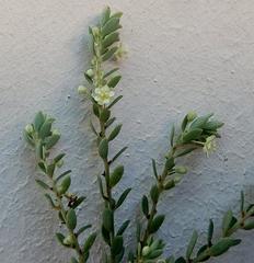 Clutia ericoides