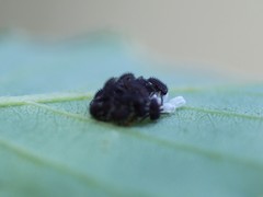 Harmonia axyridis