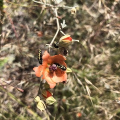 Acmaeodera solitaria
