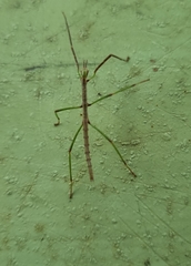 Phasmatini