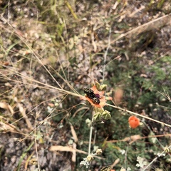 Acmaeodera solitaria