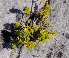 Phylica buxifolia