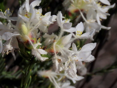 Lachnaea montana