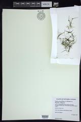 Najas gracillima