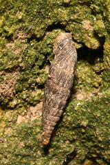 Alinda biplicata