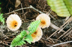 Cymatoderma caperatum